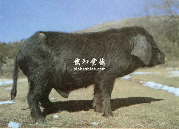 宣威本土猪种