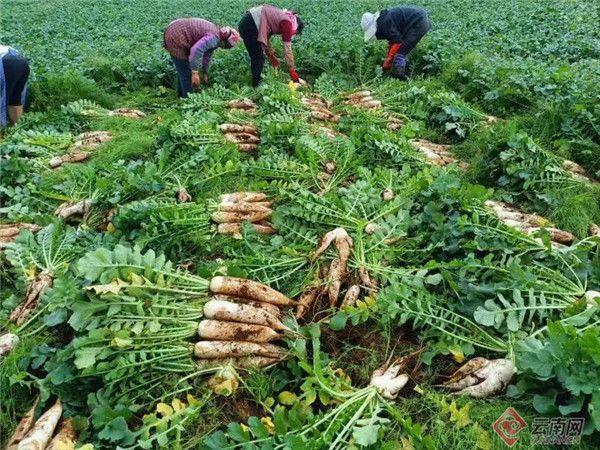 宣威农村种植萝卜养猪